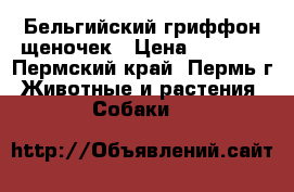 Бельгийский гриффон щеночек › Цена ­ 8 000 - Пермский край, Пермь г. Животные и растения » Собаки   
